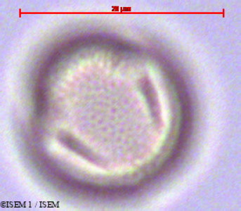ISEM 1/Maytenus_macrocarpa_29092/Maytenus_macrocarpa_29092_0001(copy)_thumb.jpg